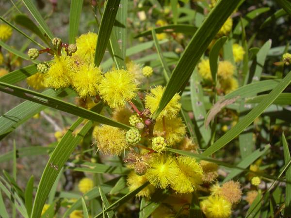 Acacia_confusa-01.jpg