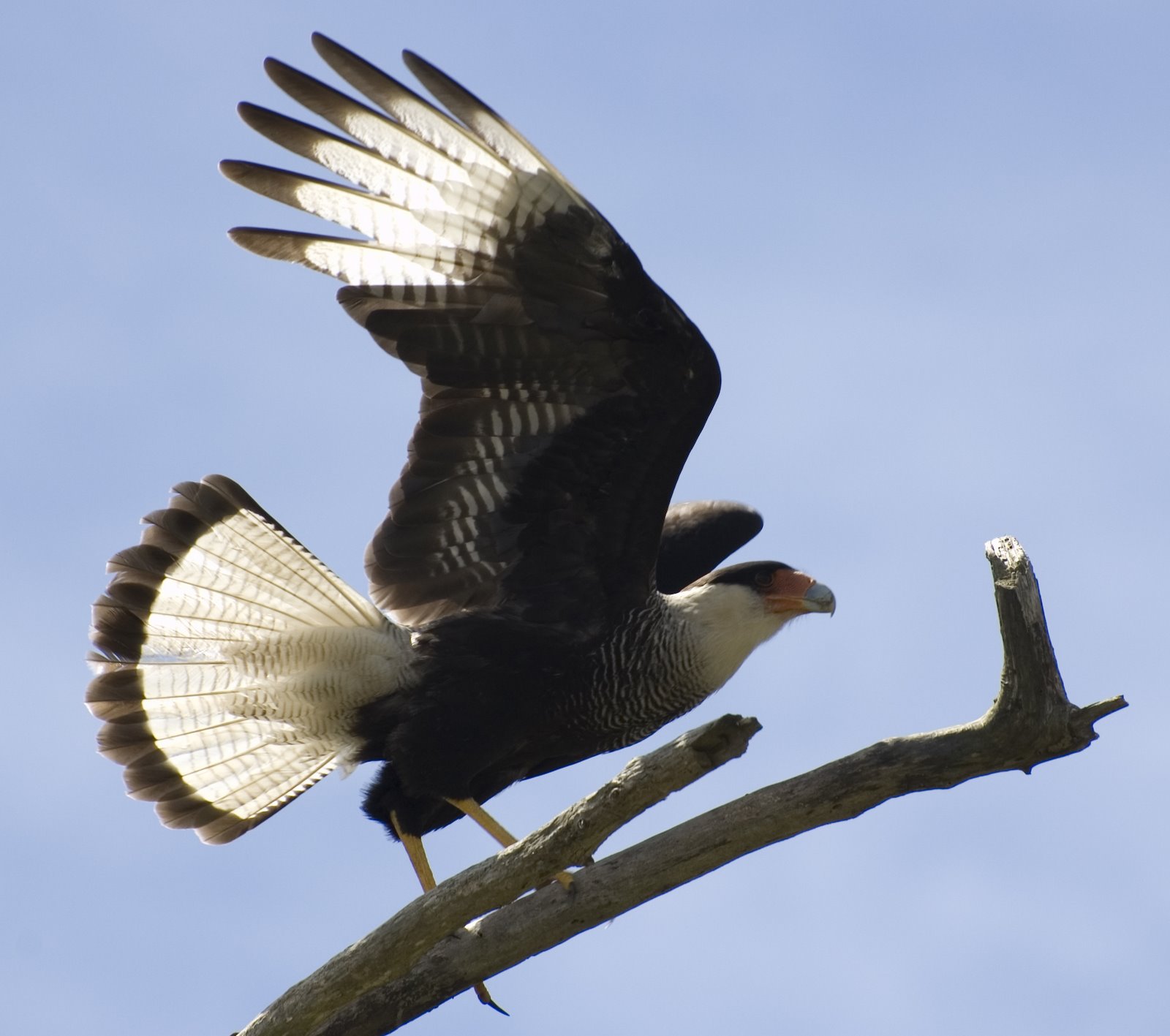 Caracara plancus image