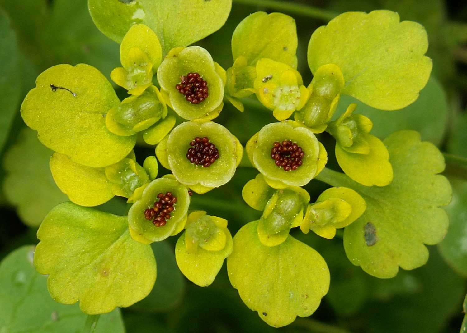 fruit seeds