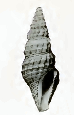 Compsodrillia nana