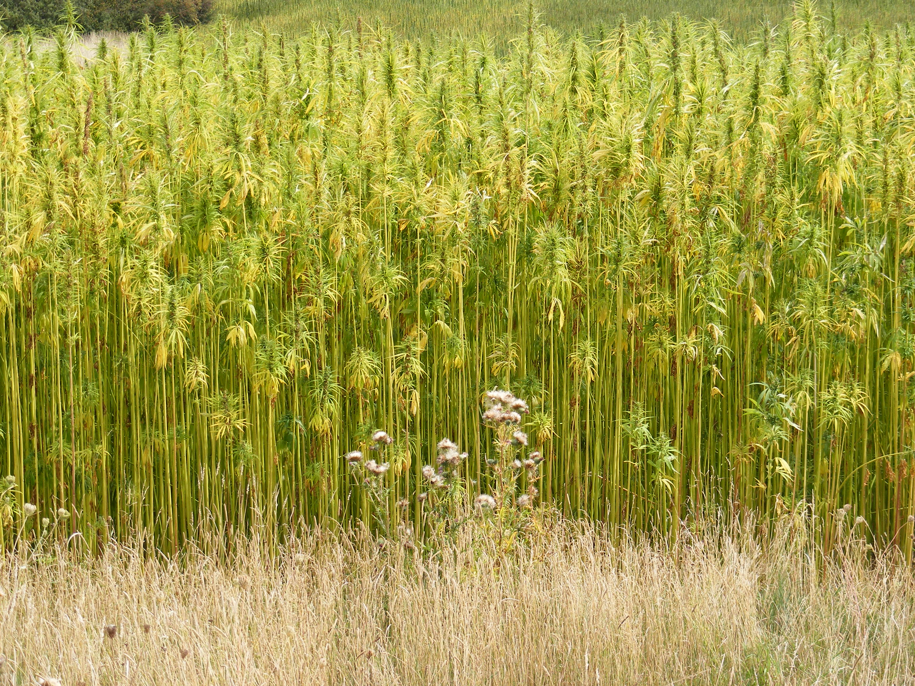 Hemp_Crop_in_Peasenhall_Road,_Walpole_-_geograph.org.uk_-_1470339.jpg