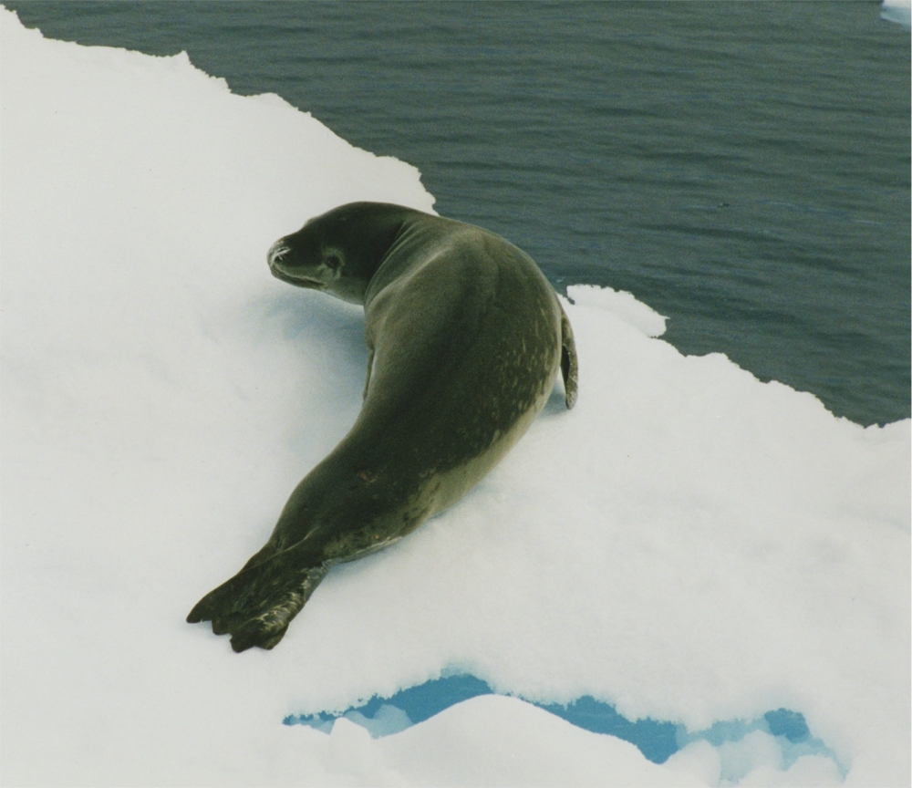 Seal Antarctica