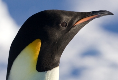 Ficheiro:Manchot empereur - Emperor Penguin.jpg