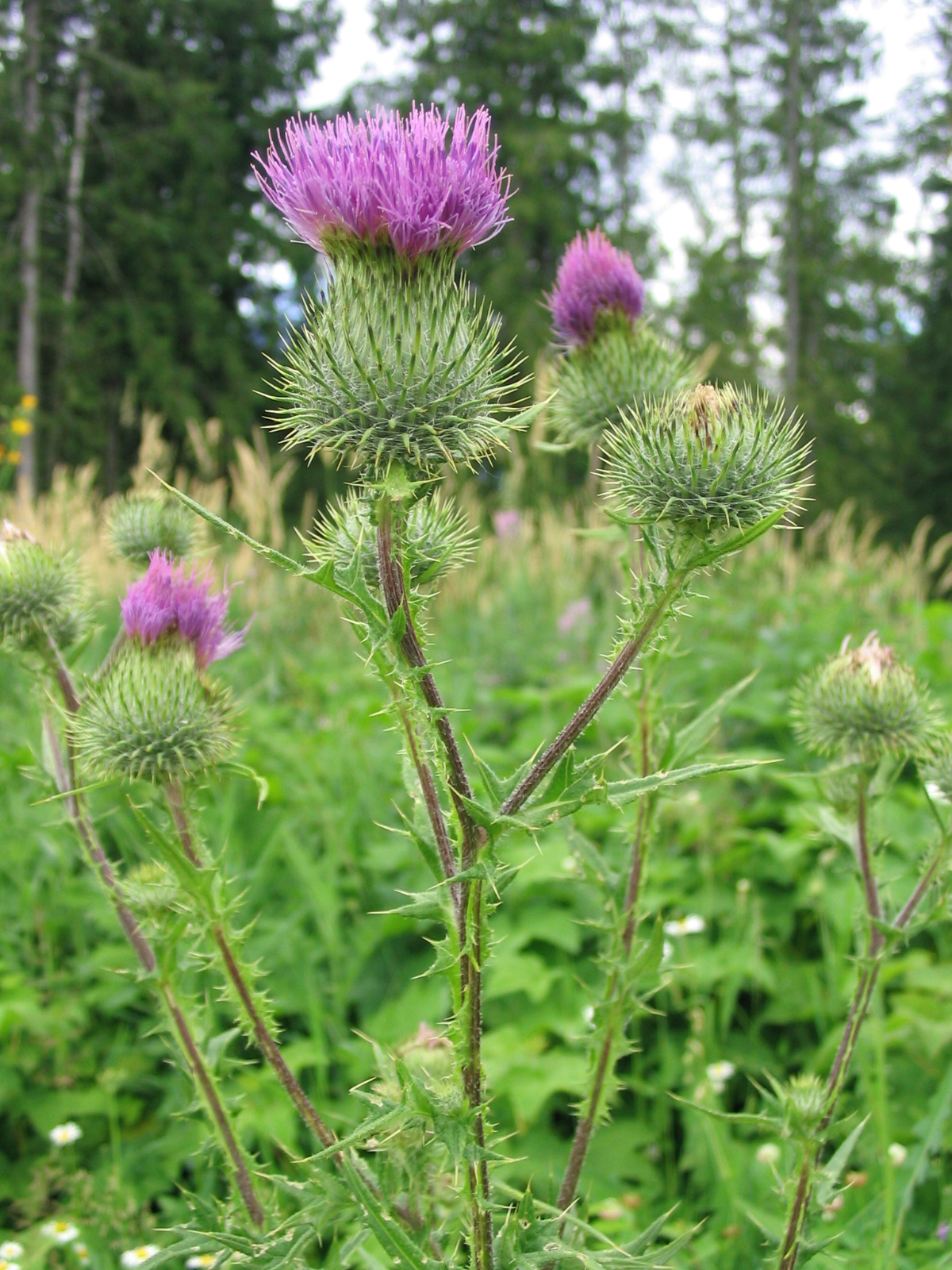 File:Scottish thistle.jpg - Wikipedia