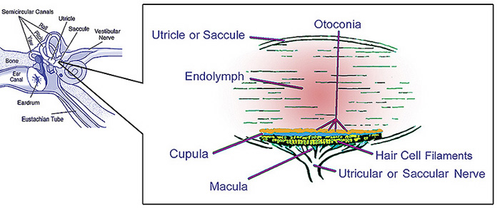 http://upload.wikimedia.org/wikipedia/commons/c/cb/Bigotolith.jpg