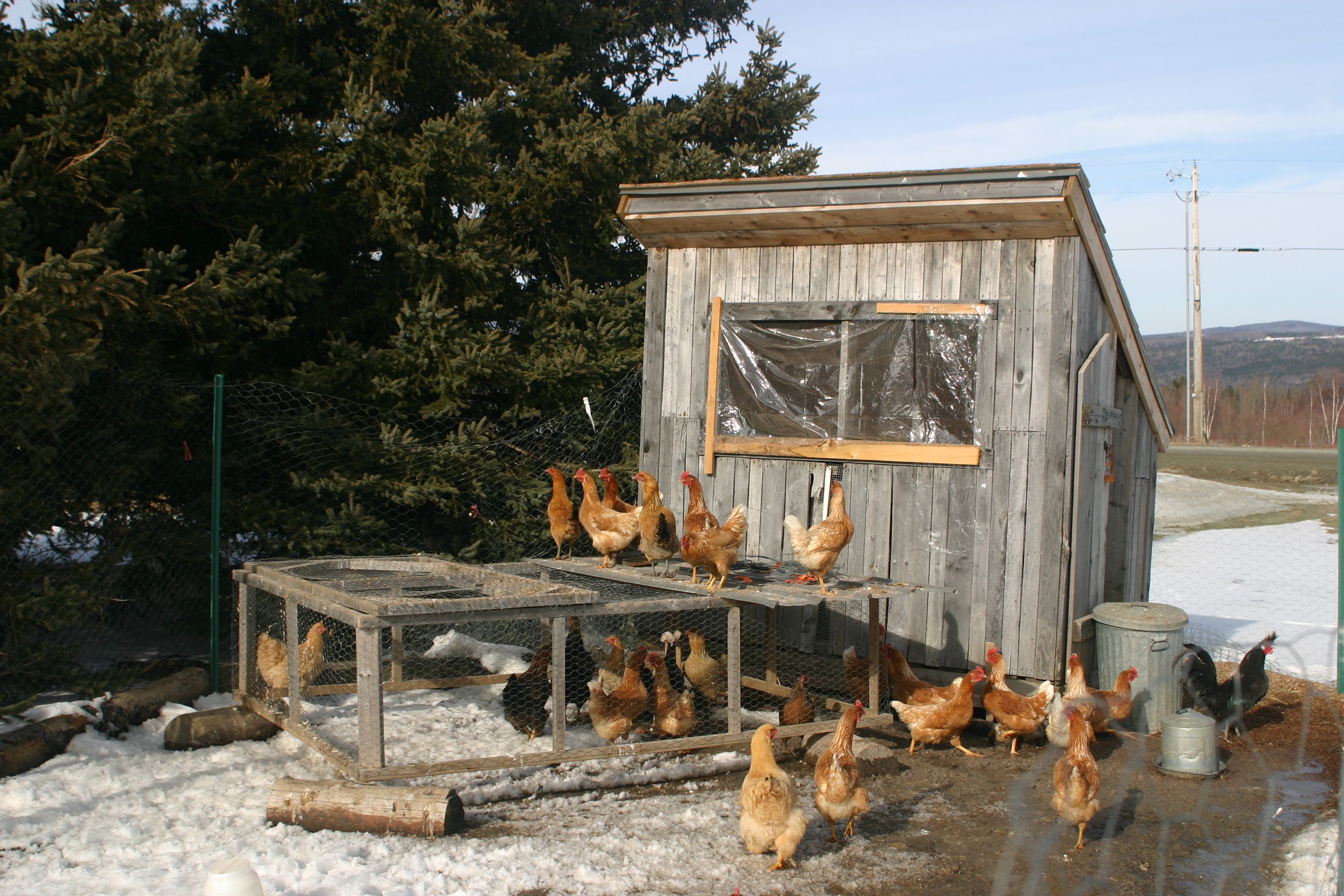 Hobby Chicken: Homemade chicken coop plans