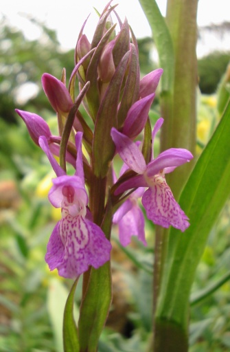 Dactylorhiza praetermissa