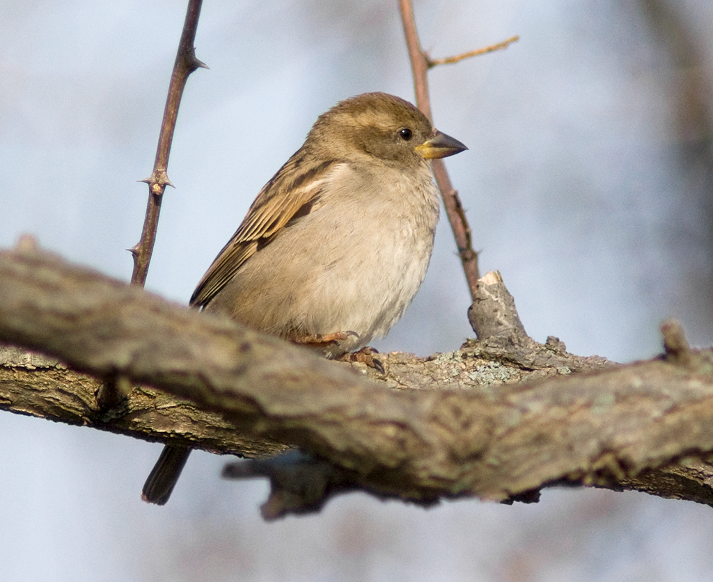 Birds In Delaware