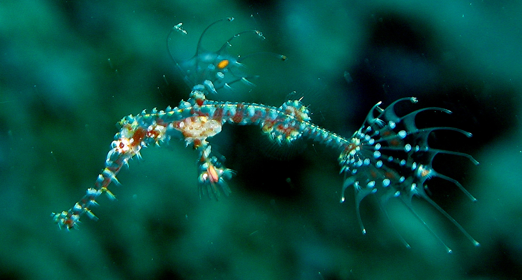 ghost pipefish