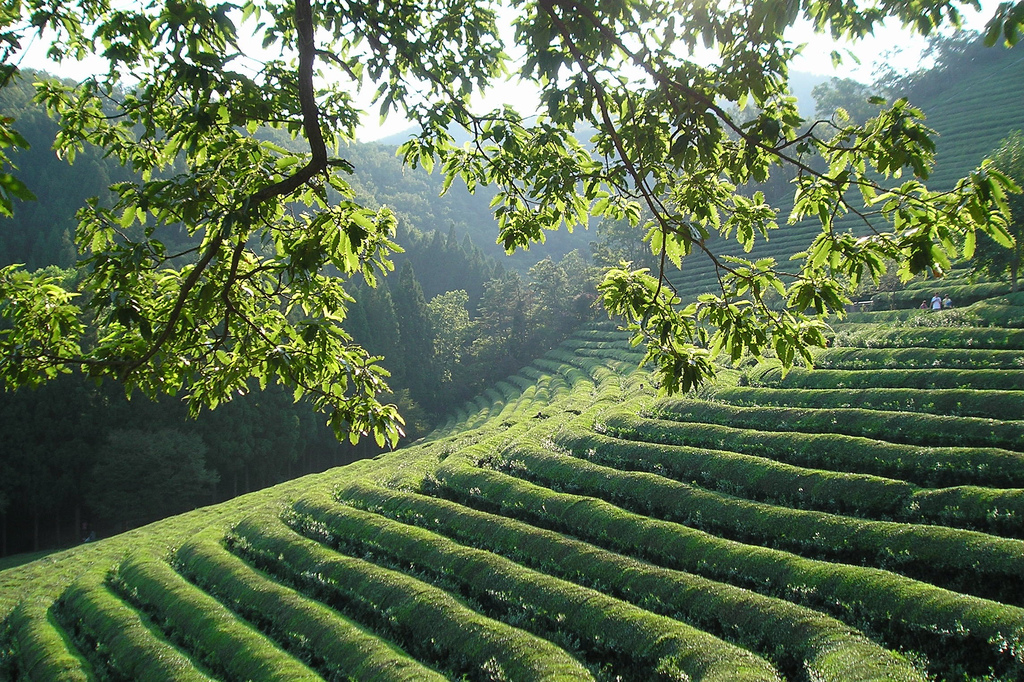 500 year old green tea fields, Boseong, Jeolla...