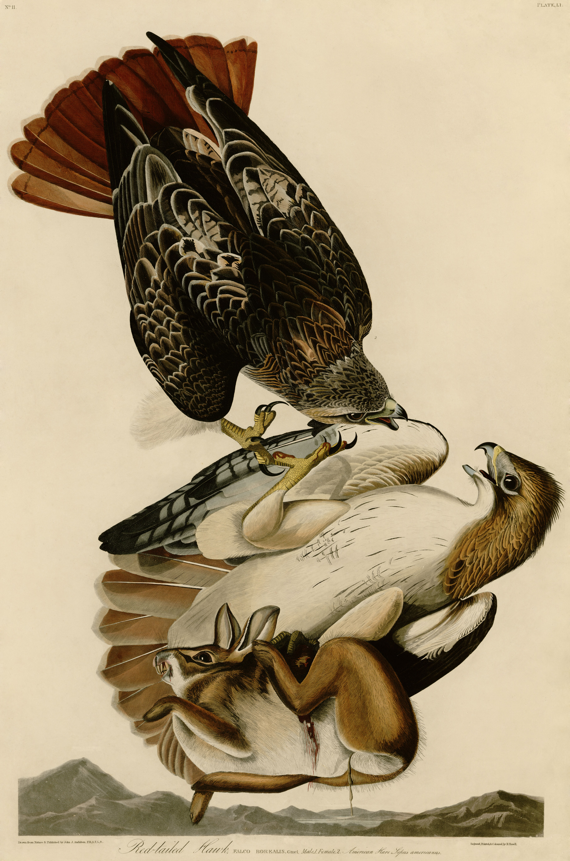 The Red-Tailed Hawk by Audubon