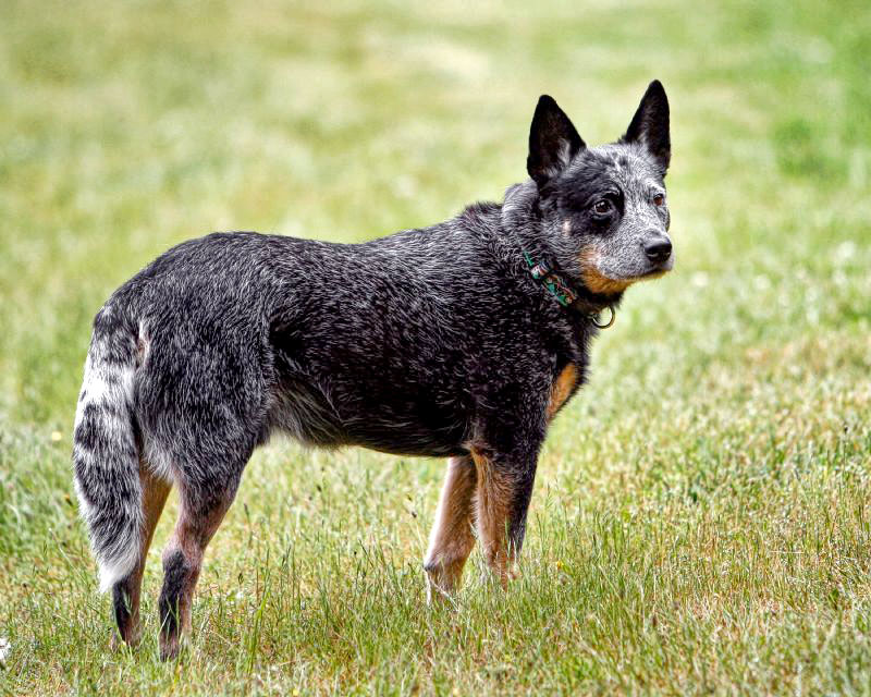 Pictures Of Blue Heelers @ tapufa12 :: 痞客邦 ::