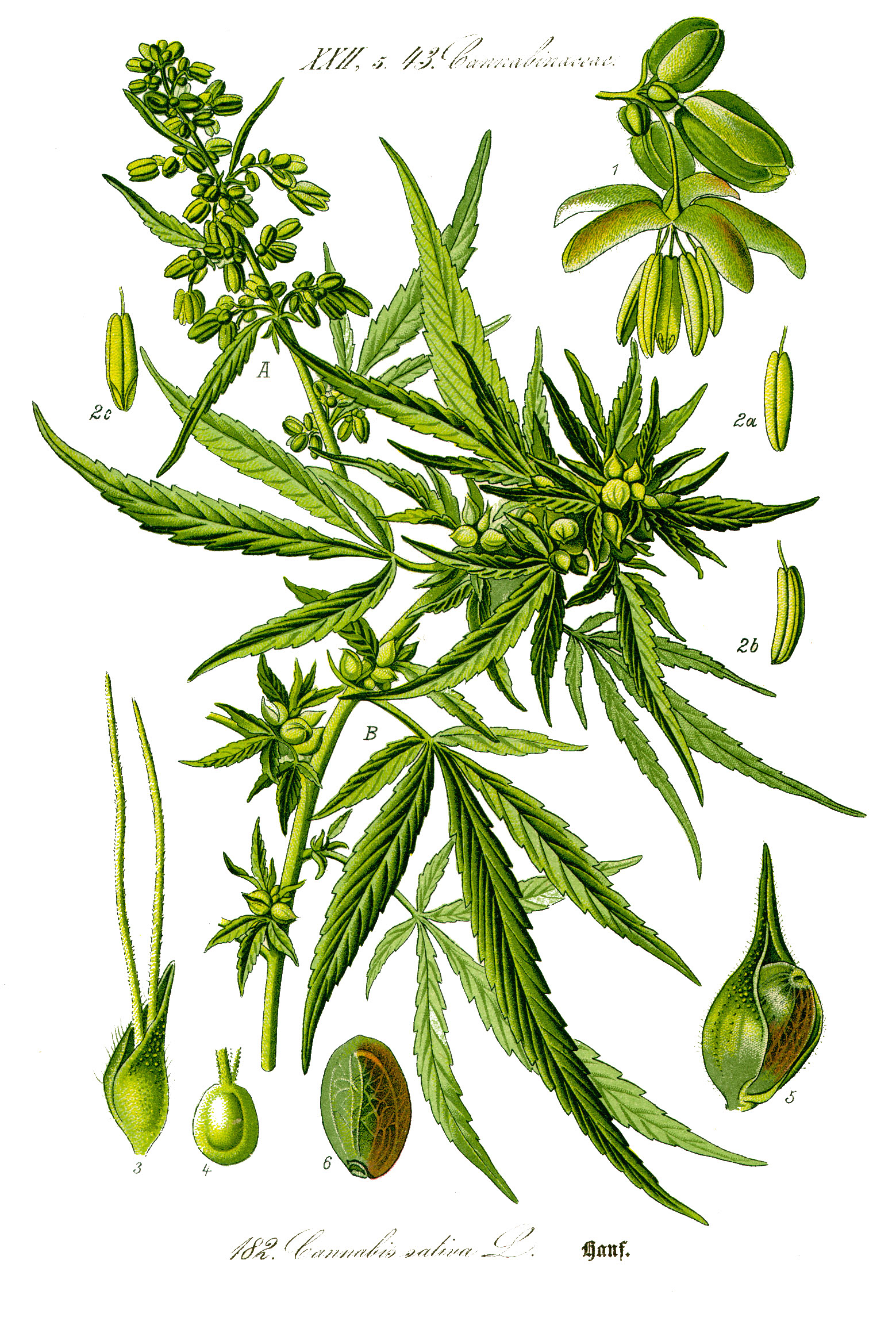 Illustration_Cannabis_sativa0_clean.jpg