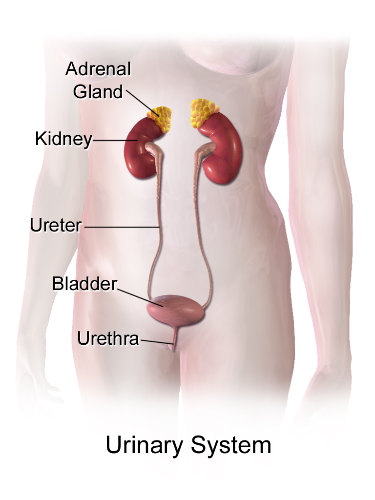 Urinary System (Female)