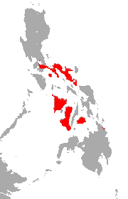 Филипинска пигмейска кръгла листа прилеп.png