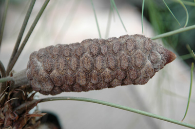 Zamia Angustifolia Female Cone in a Czech Private Collection