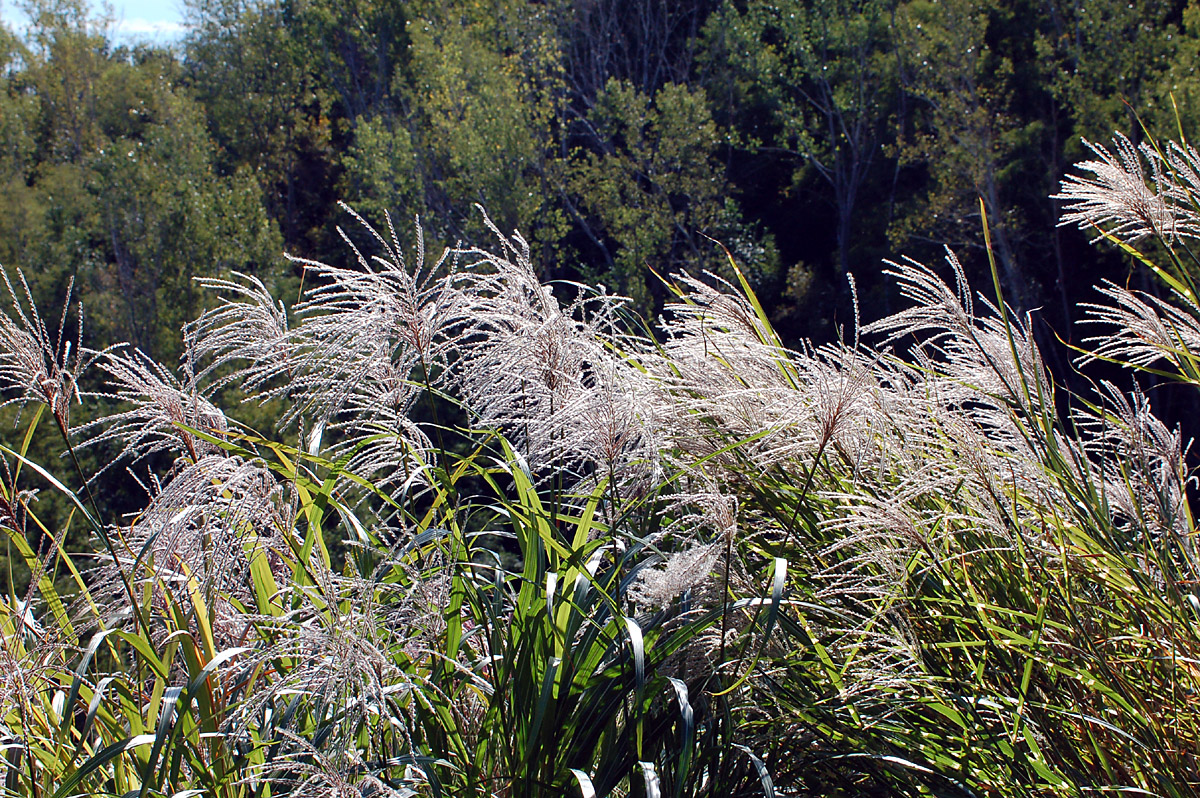 Zebra Grass