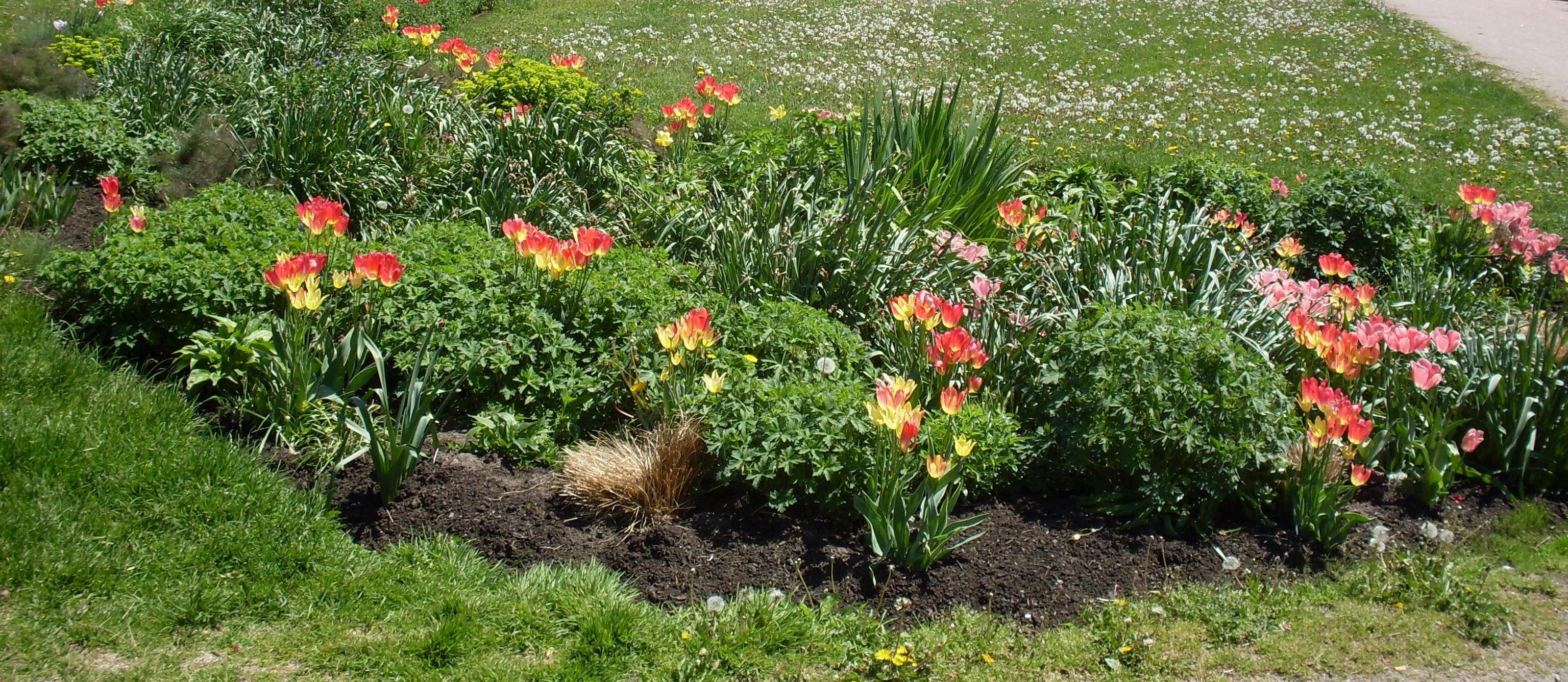 FileA flower garden.jpg Wikimedia Commons