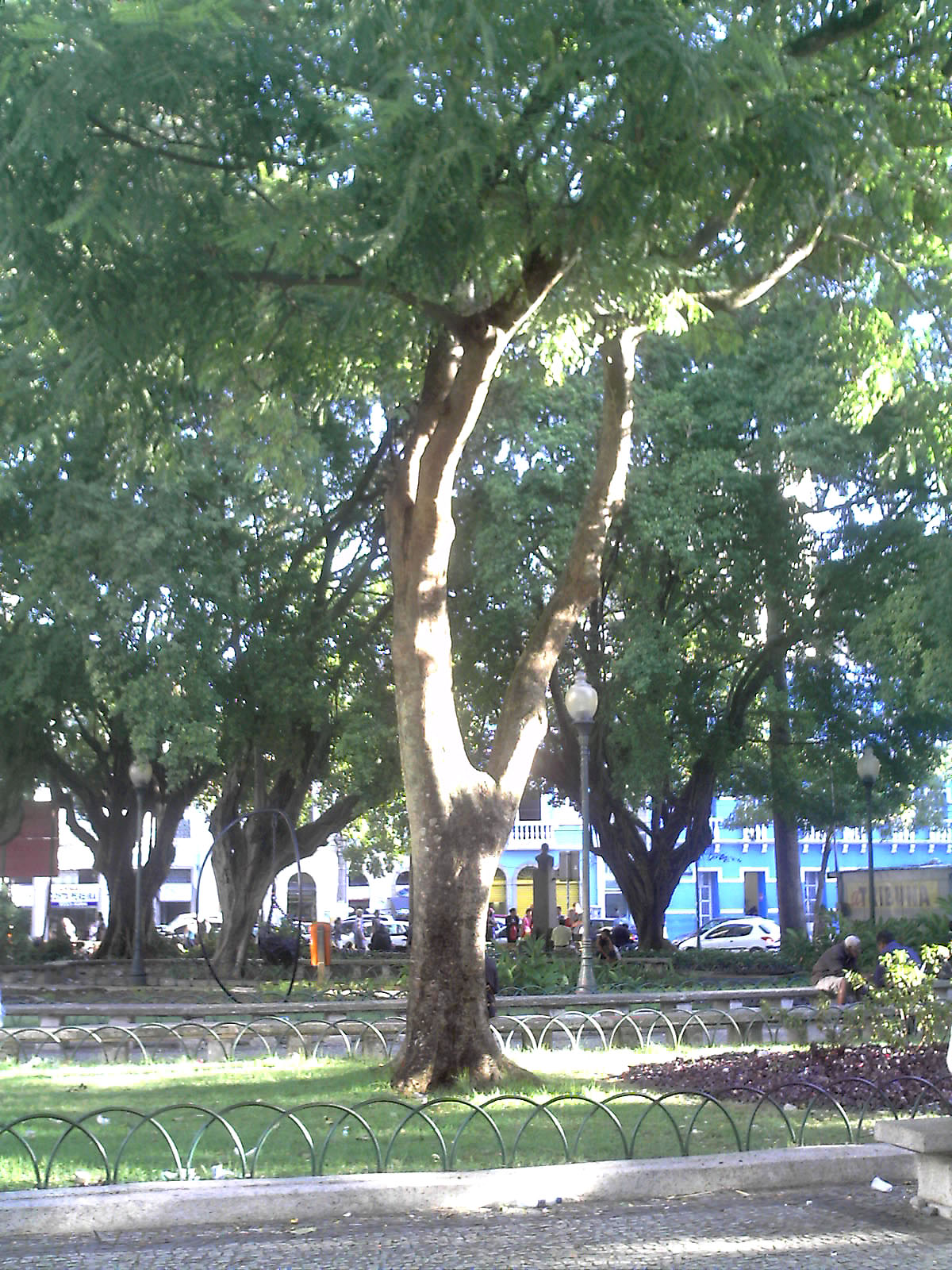 Brazil Tree