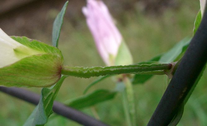 Calystegia hederacea image