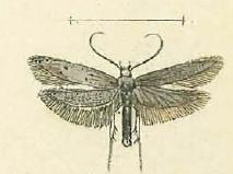 Dysspastus undecimpunctella