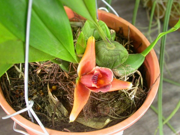 Maxillaria desvauxiana image