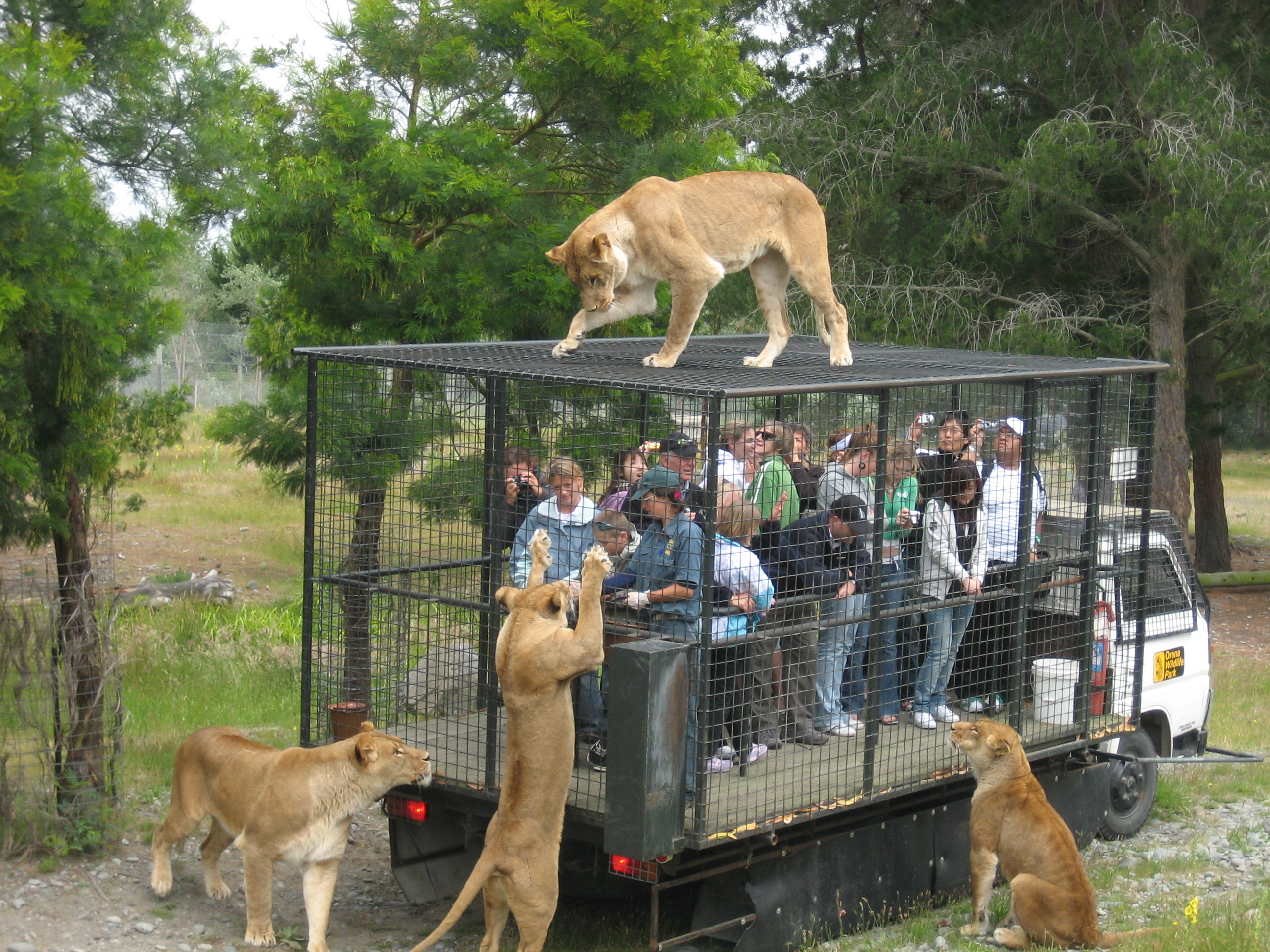 File:Orana Wildlife Park feeding lions.jpg - Wikipedia