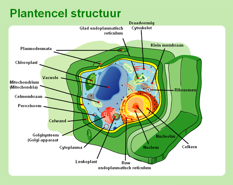 Plantencel_structuur.PNG