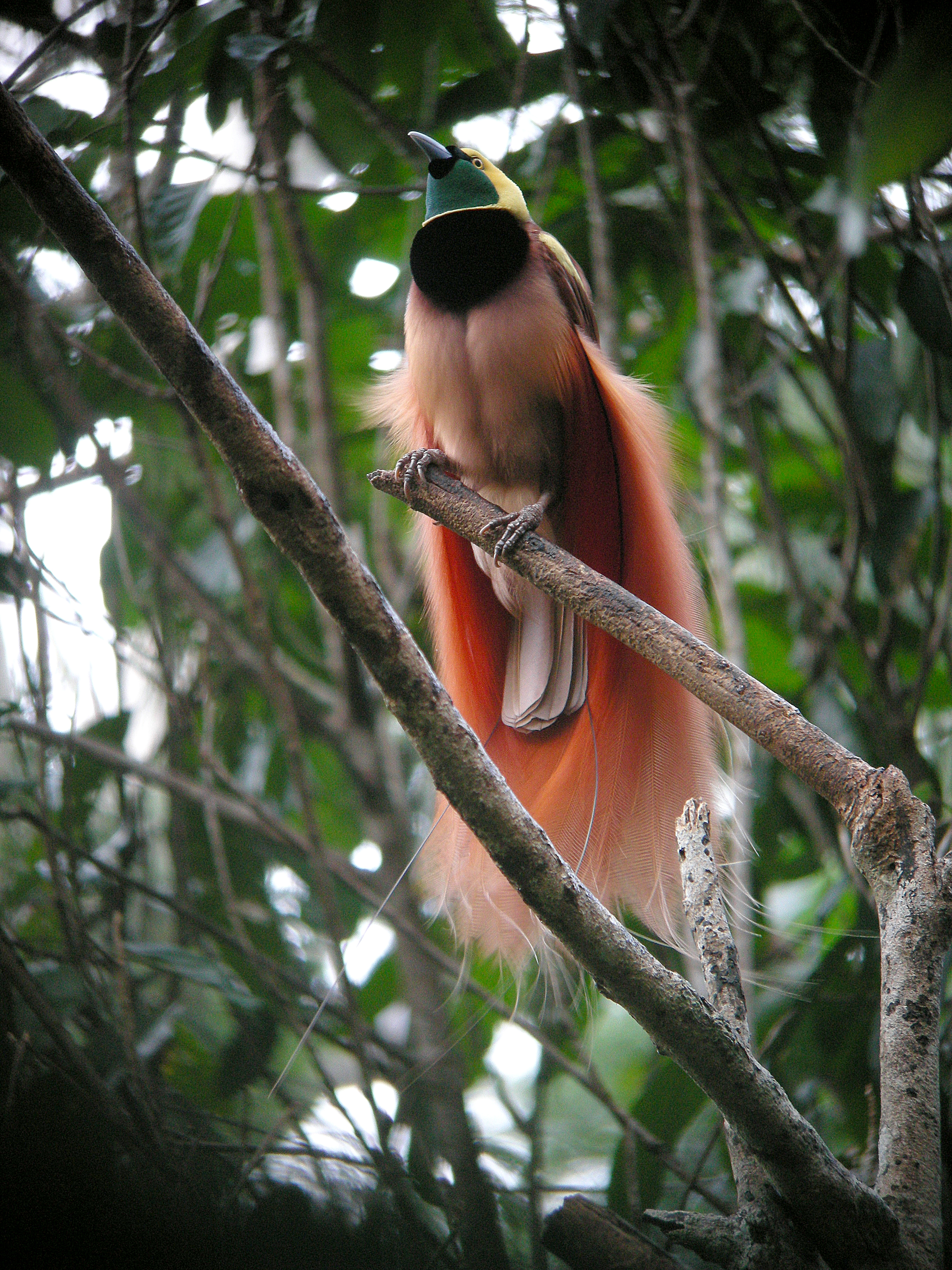 File:Raggiana Bird-of-Paradise wild 5.jpg - Wikimedia Commons