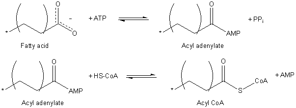 FattyAcid-Activation.png