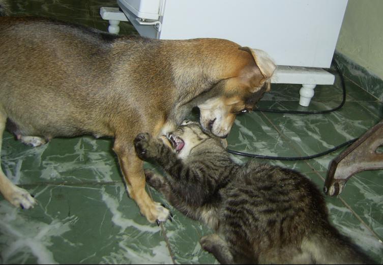 how to introduce new dog to cat