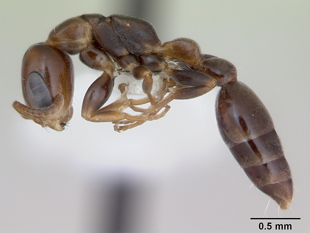 Pseudomyrmex_flavidulus_casent0173755_profile_1.jpg