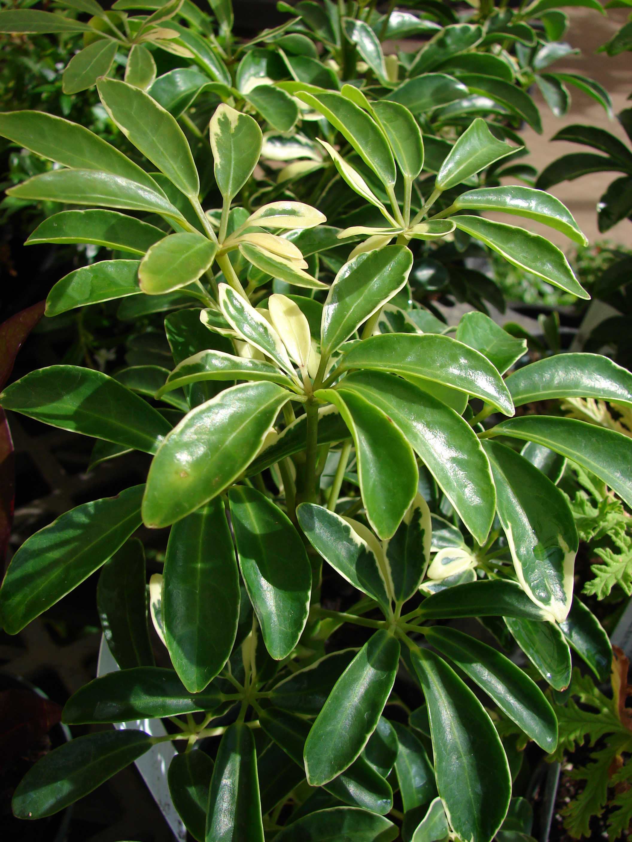 Arboricola Schefflera