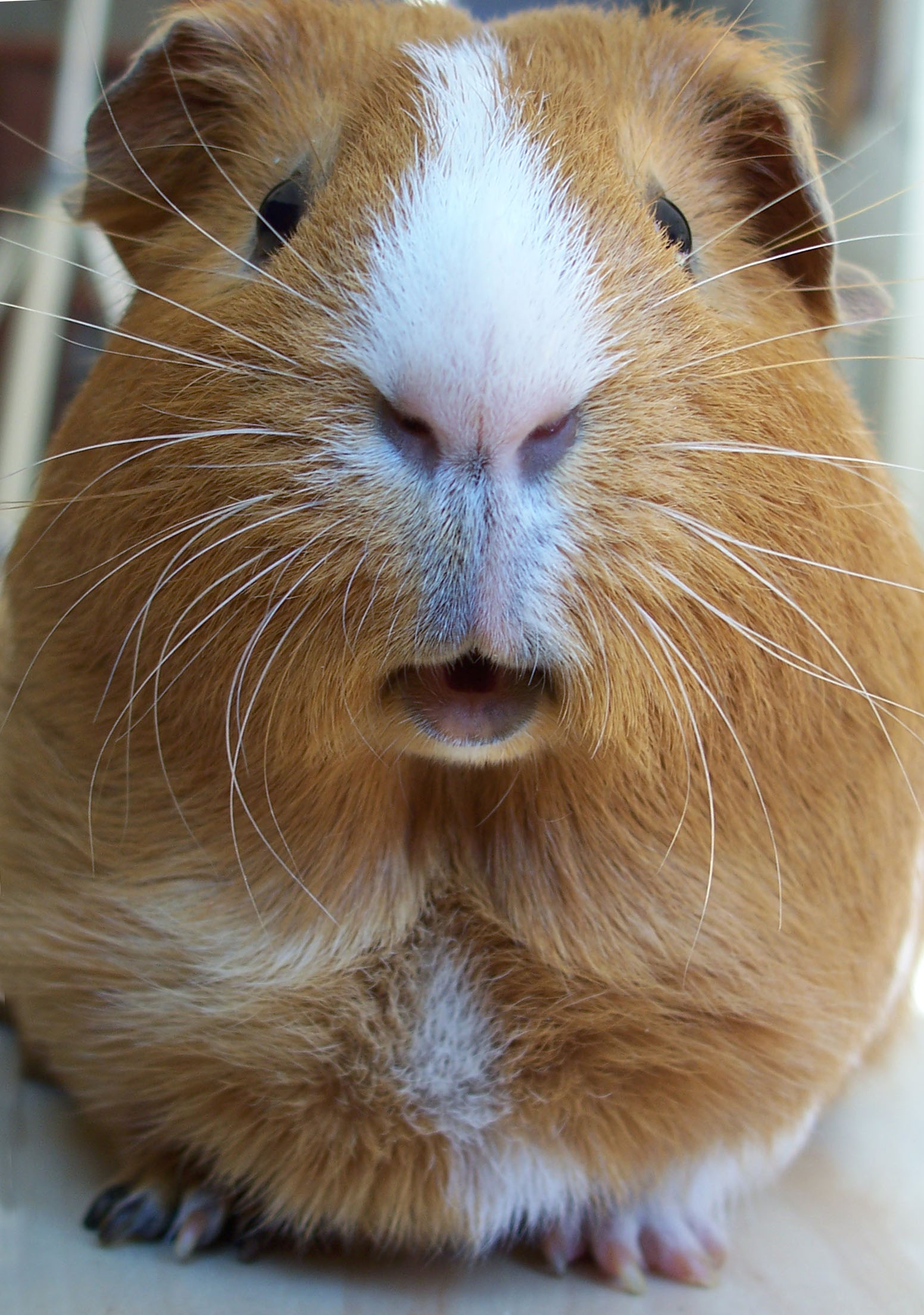 File:Cavia.jpg  Wikimedia Commons