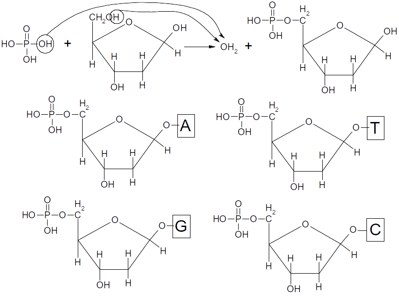 désoxyribonucléotides