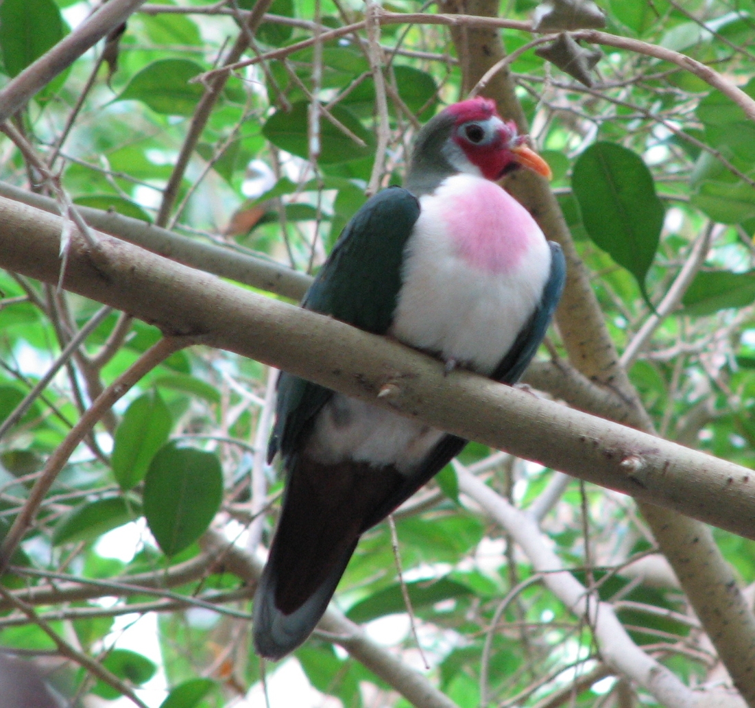 Jambu Fruit Dove