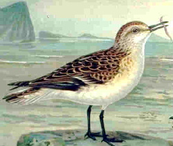 Littlestint86.jpg