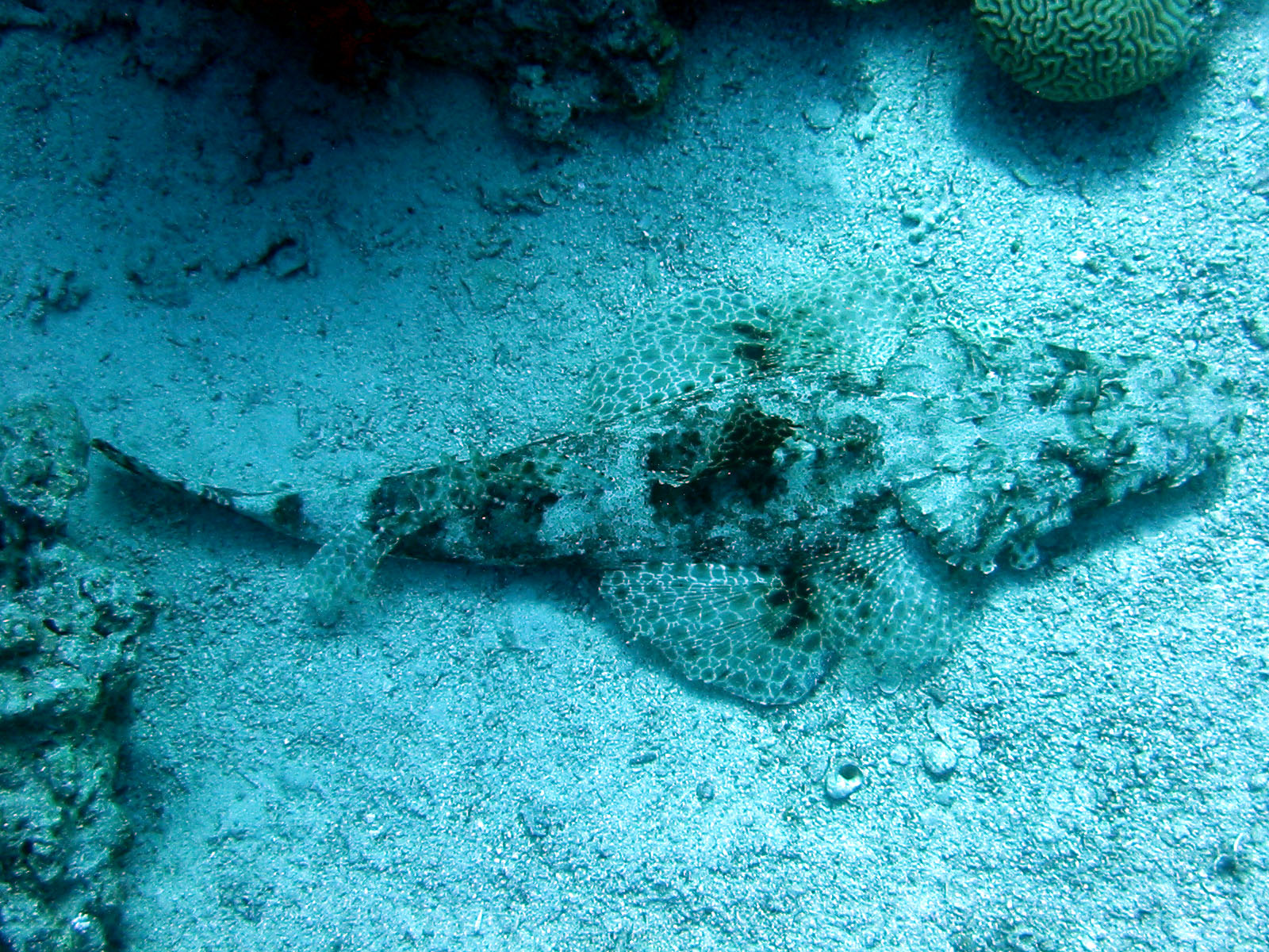 crocodile fish