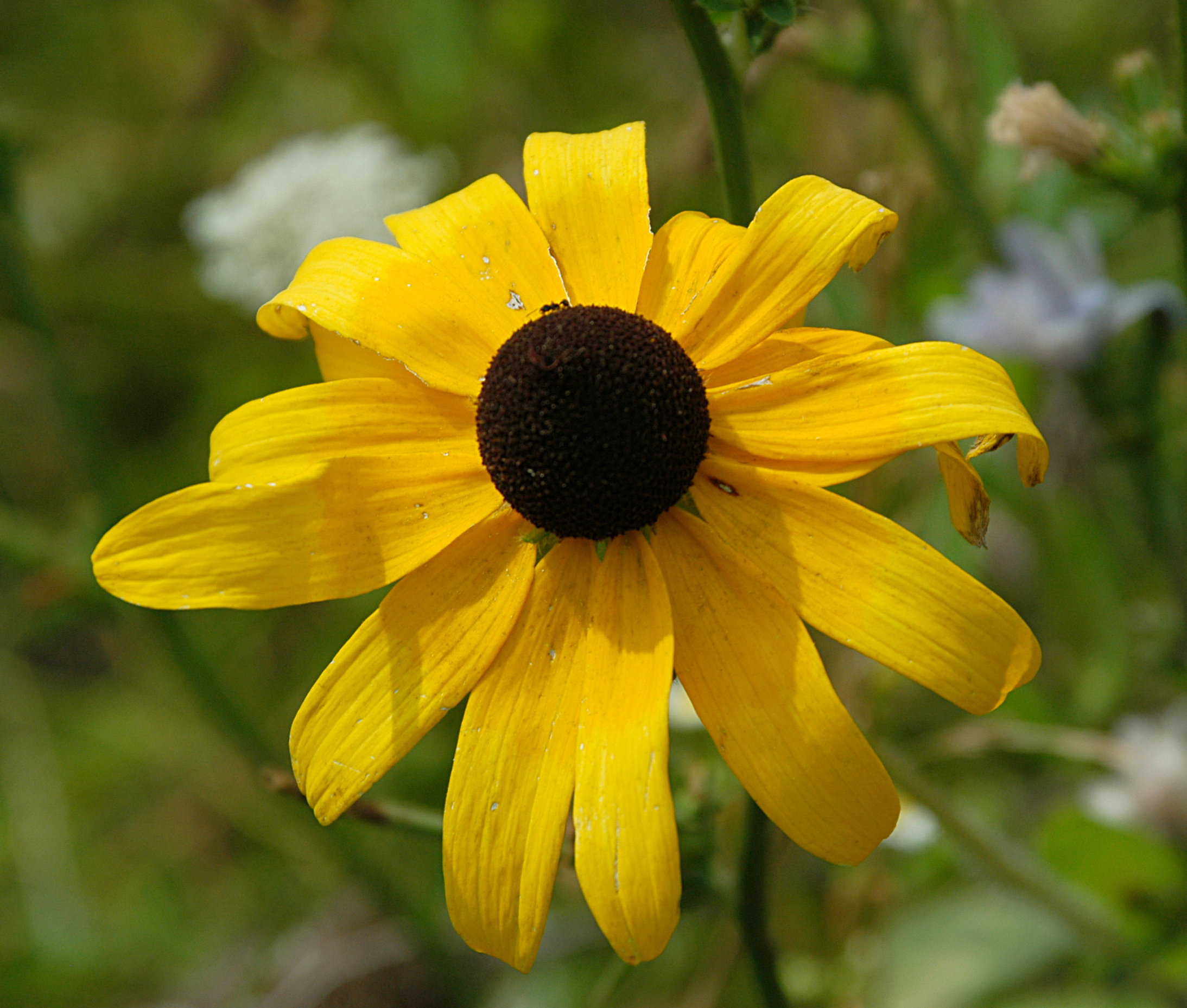 Black Eyed Susans