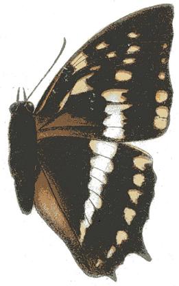 Charaxes odysseus