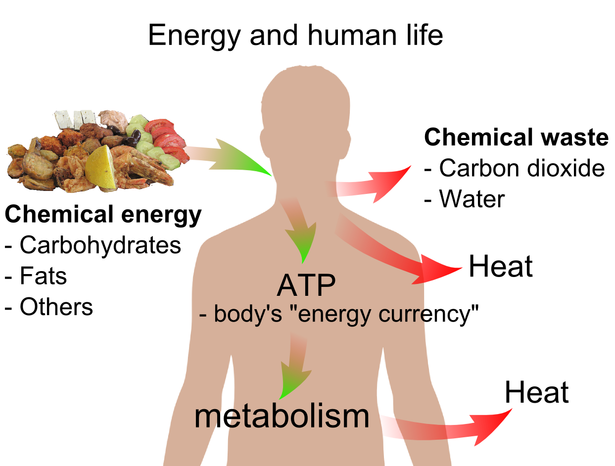 http://upload.wikimedia.org/wikipedia/commons/d/d1/Energy_and_life.png