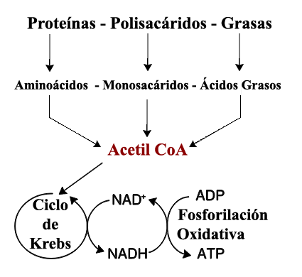 Ruta anabolica del ciclo de krebs