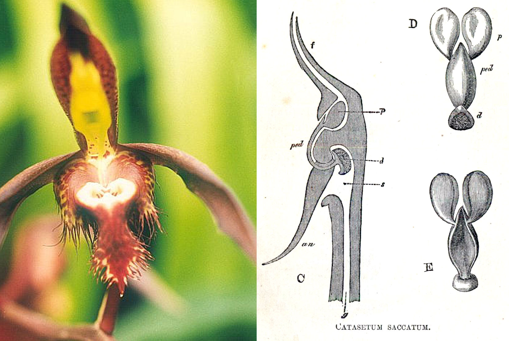 fact sheets to teach external and internal fertilisation