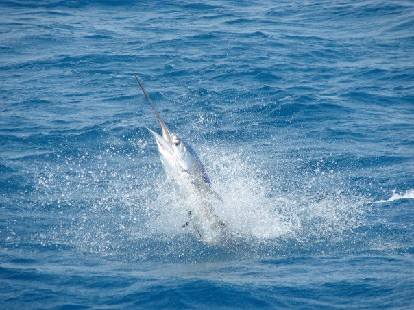 Hooked Fishing