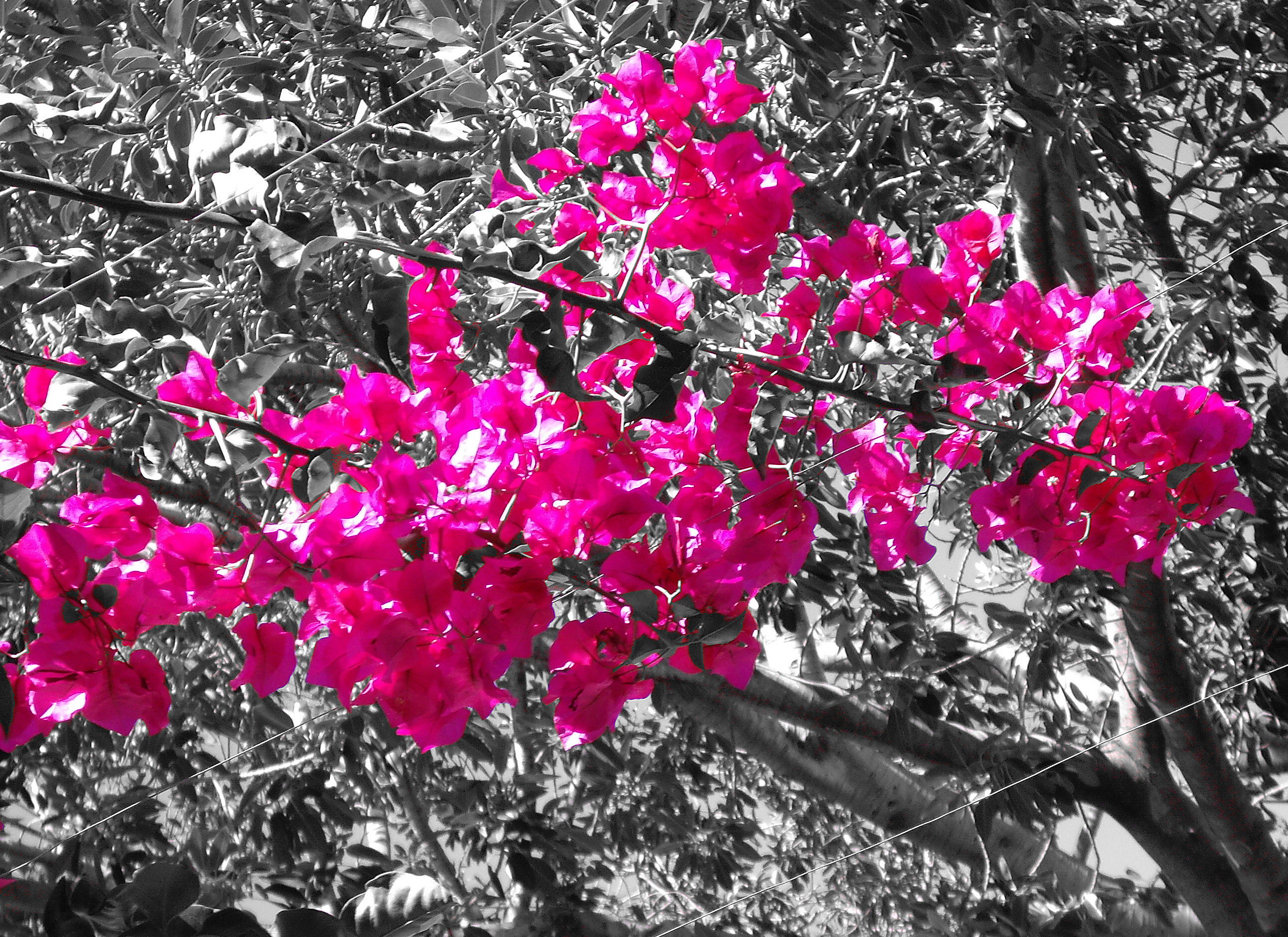 hot pink in nature