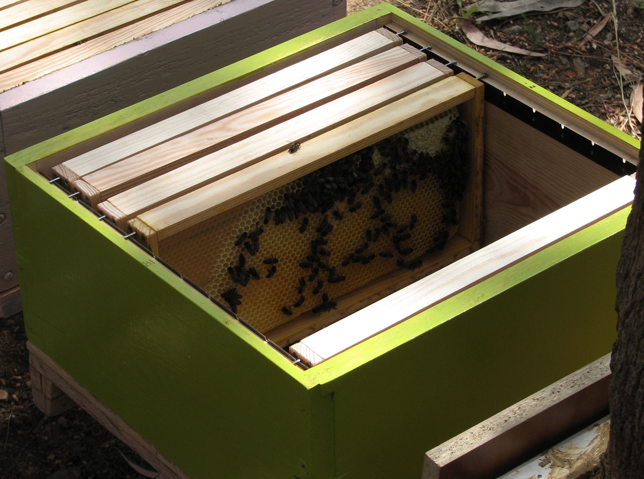 Bee Hive Inside