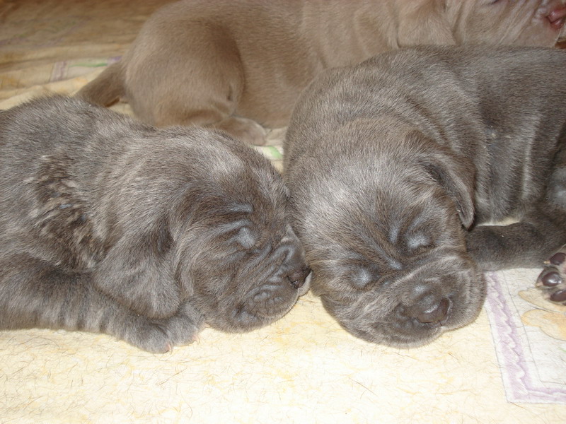 File:Mastino napoletano puppies.jpg