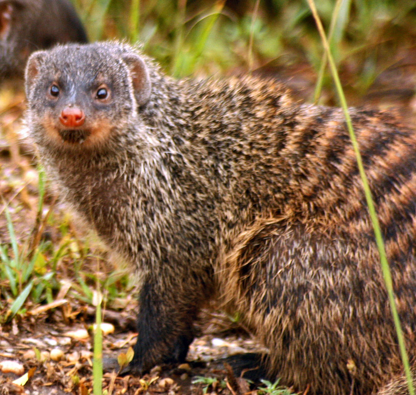 Mongoose Pics