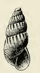 Odostomia americana