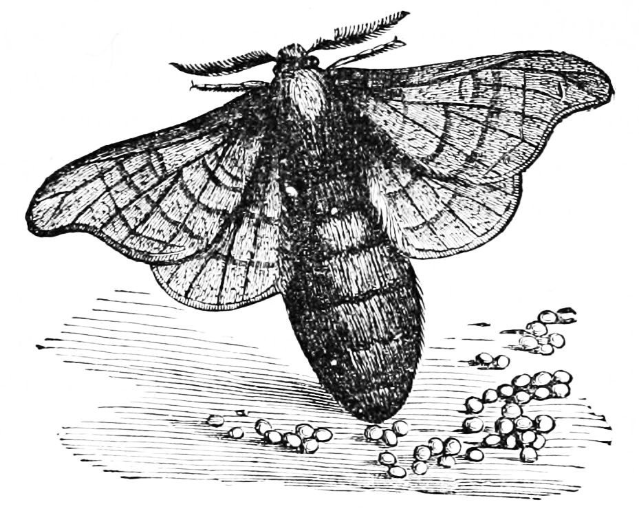 Female Silk Moth